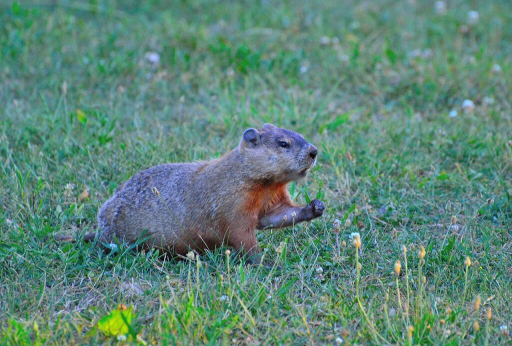 groundhog, rodent, animal-386317.jpg