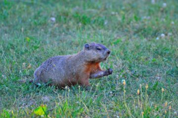 groundhog, rodent, animal-386317.jpg